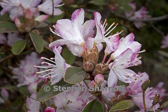 rhododendron racemosum subsection scabrifolia 3 graphic